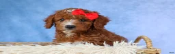 Cavapoo dogs for sale: TUCKER - Ad 7