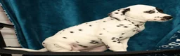 Dalmatian dogs for sale: Jane - Ad 7