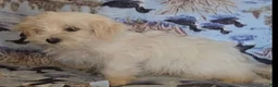 Mixed Breed dogs for sale: Snowball - Ad 4