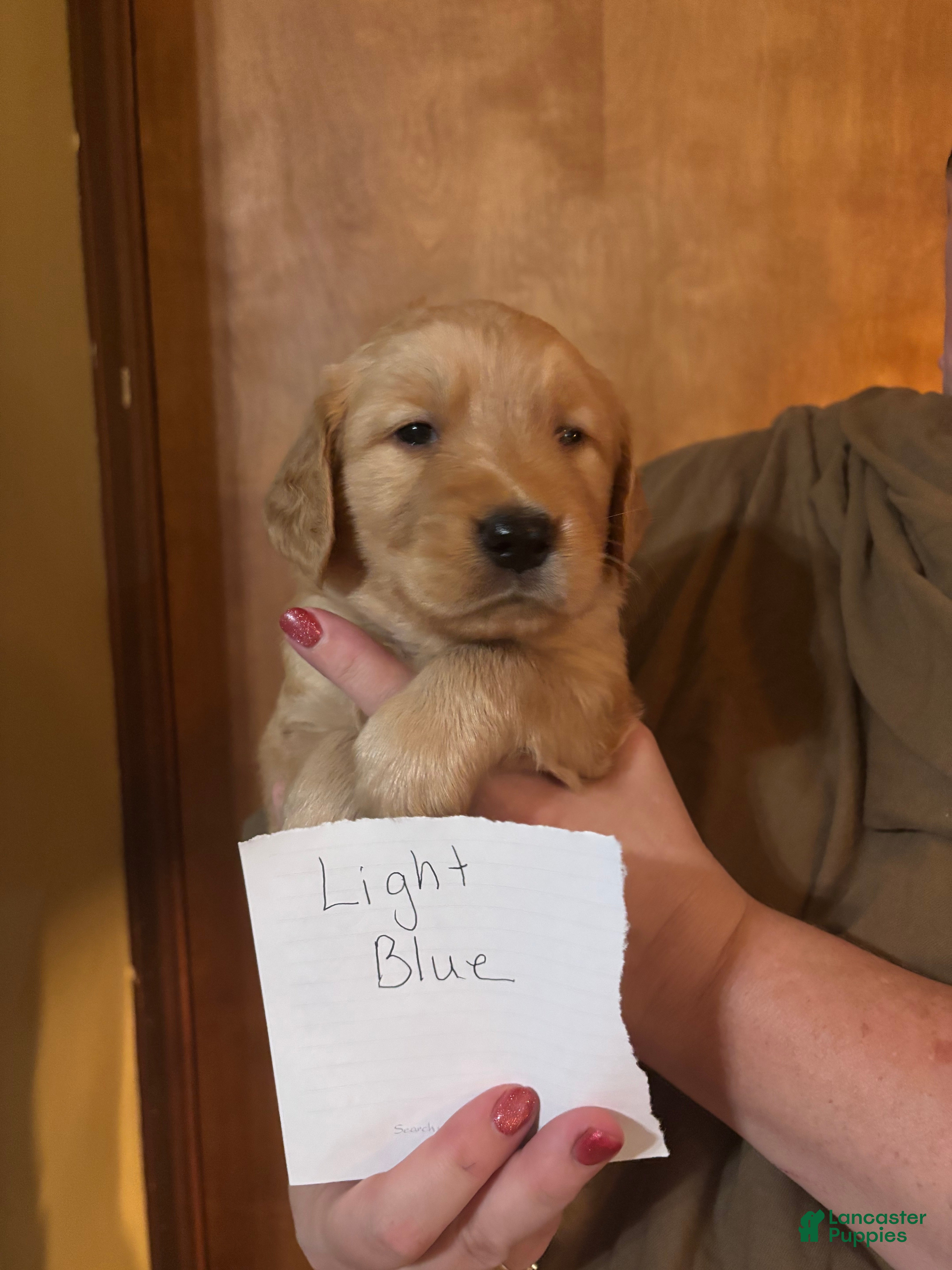 Golden Retriever dogs LT Blue - Ad 8