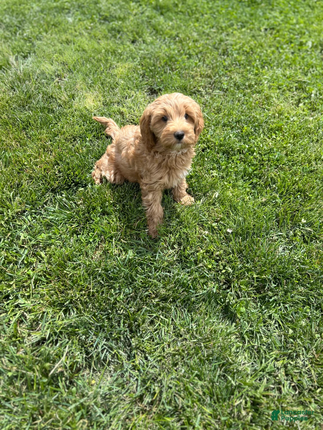 Mini Goldendoodle dogs for sale: Petite Lovely Mini Goldendoodle  - Ad 2