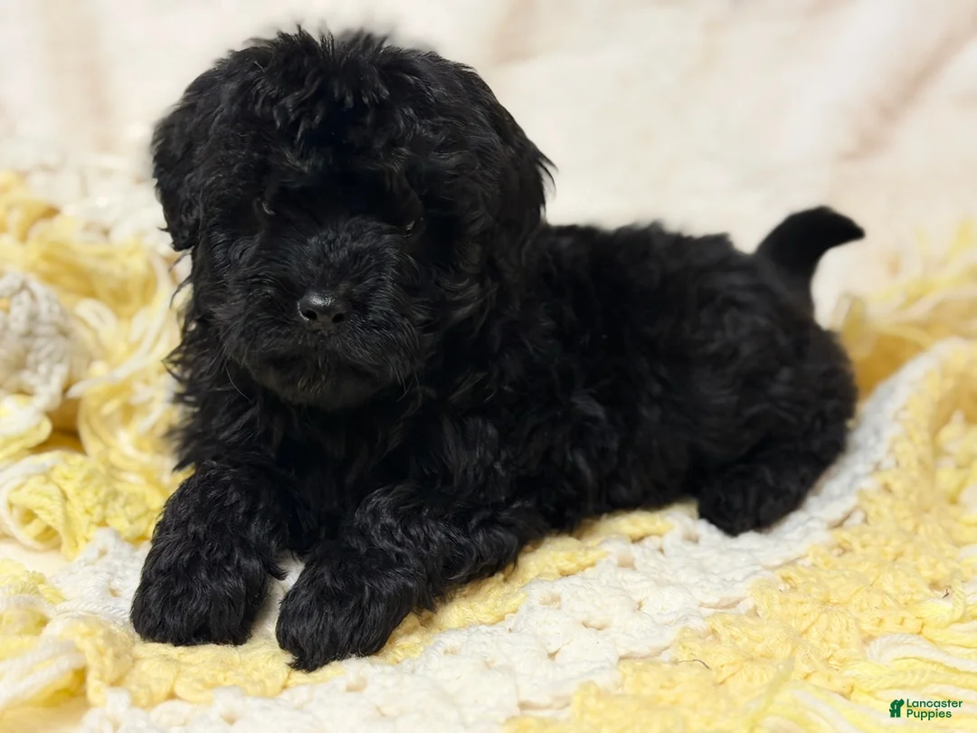 Mini Bernedoodle dogs for sale: Ebony - Ad 3