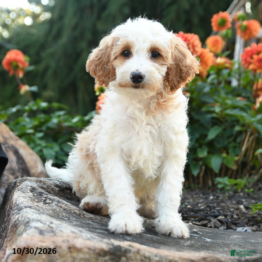 Mini Goldendoodle dogs for sale: Patches - Ad 1