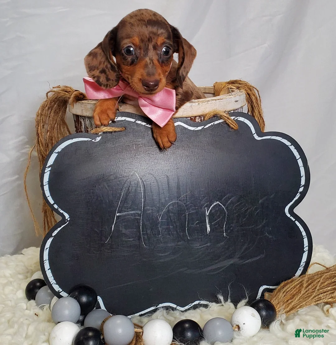 Miniature Dachshund dogs for sale: Ann - Ad 4