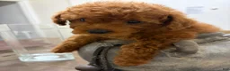 Toy Poodle dogs for sale: Cage - Ad 2