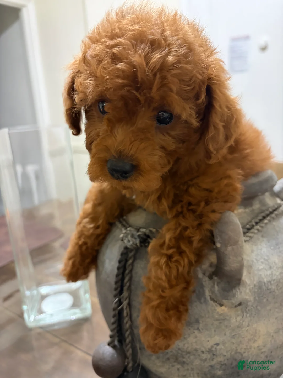 Toy Poodle dogs for sale: Cage - Ad 2