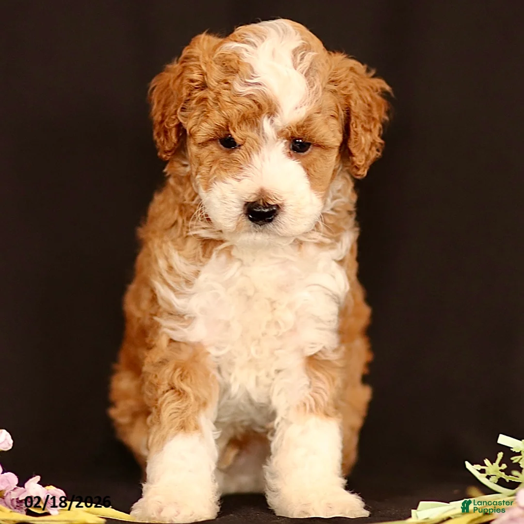 Miniature Poodle dogs for sale: Jordan - Ad 2