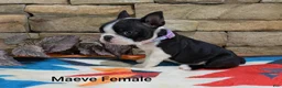 Boston Terrier dogs for sale: Maeve - Ad 5