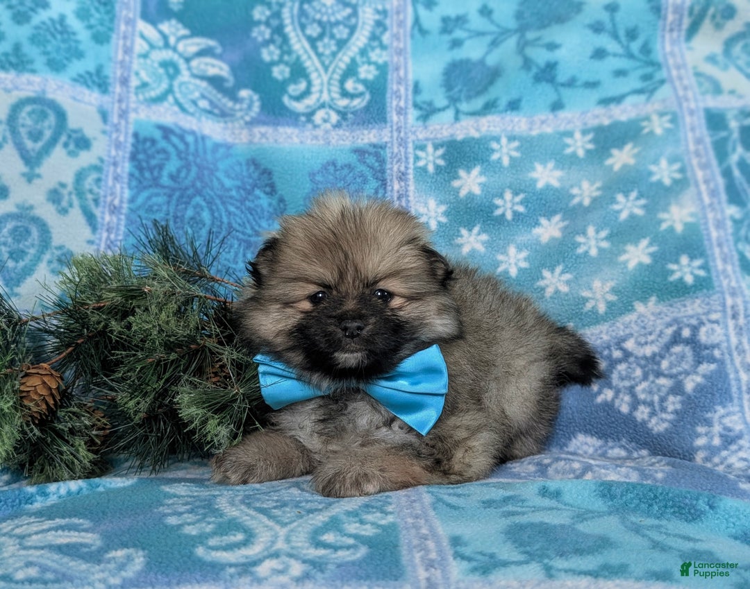 Pomeranian dogs for sale: Cagney - Ad 4