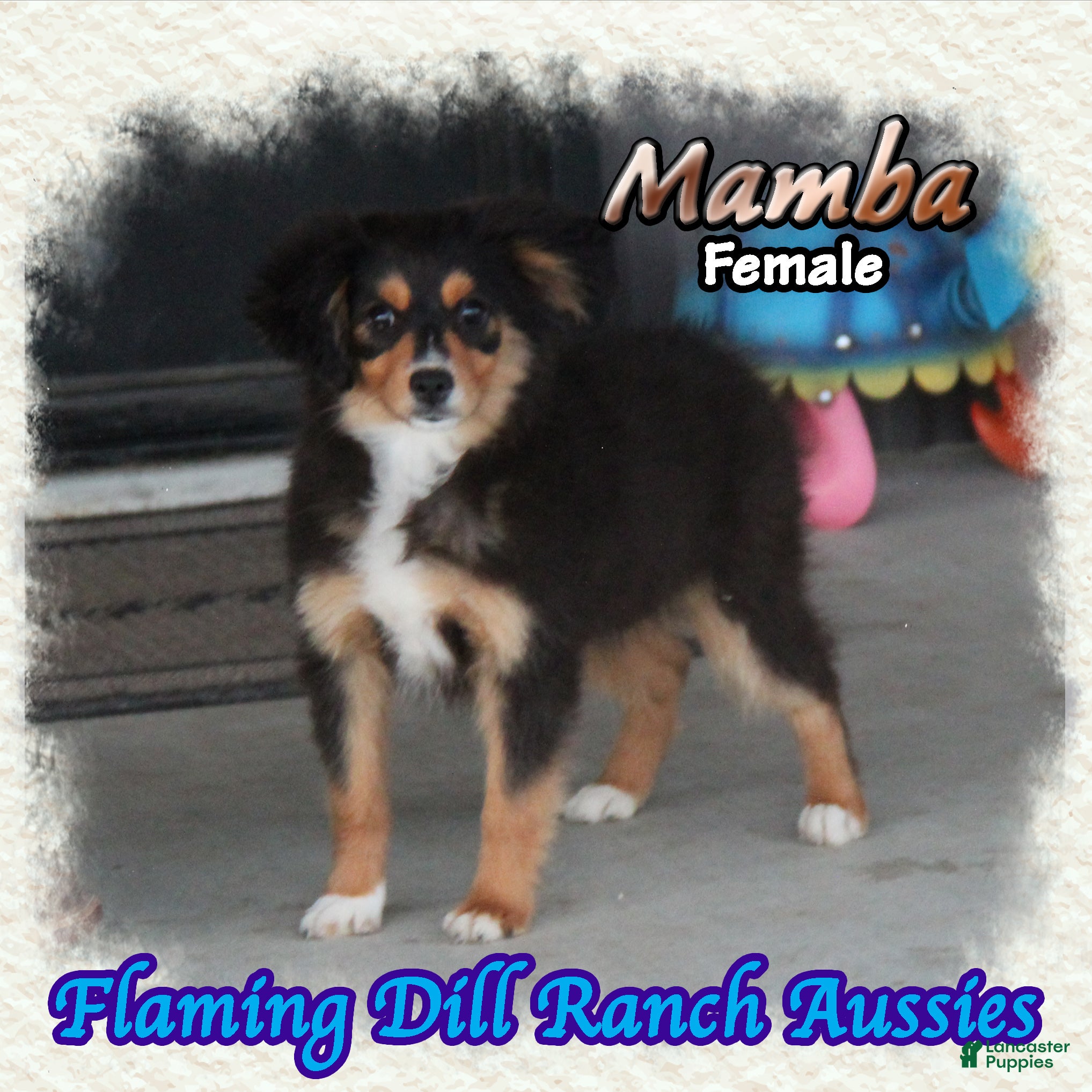 Toy Australian Shepherd dogs for sale: Mamba - Ad 2