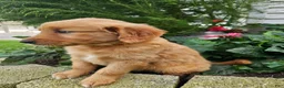 Golden Retriever dogs for sale: Kara - Ad 5