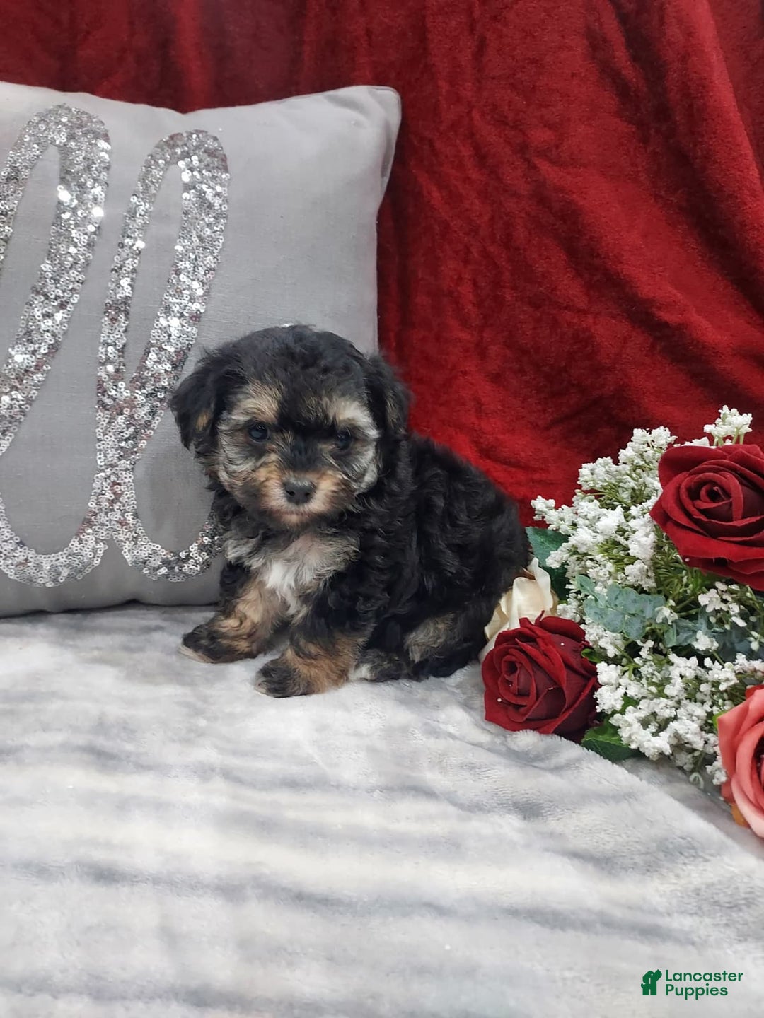 Mixed Breed dogs for sale: Ruby - Ad 2