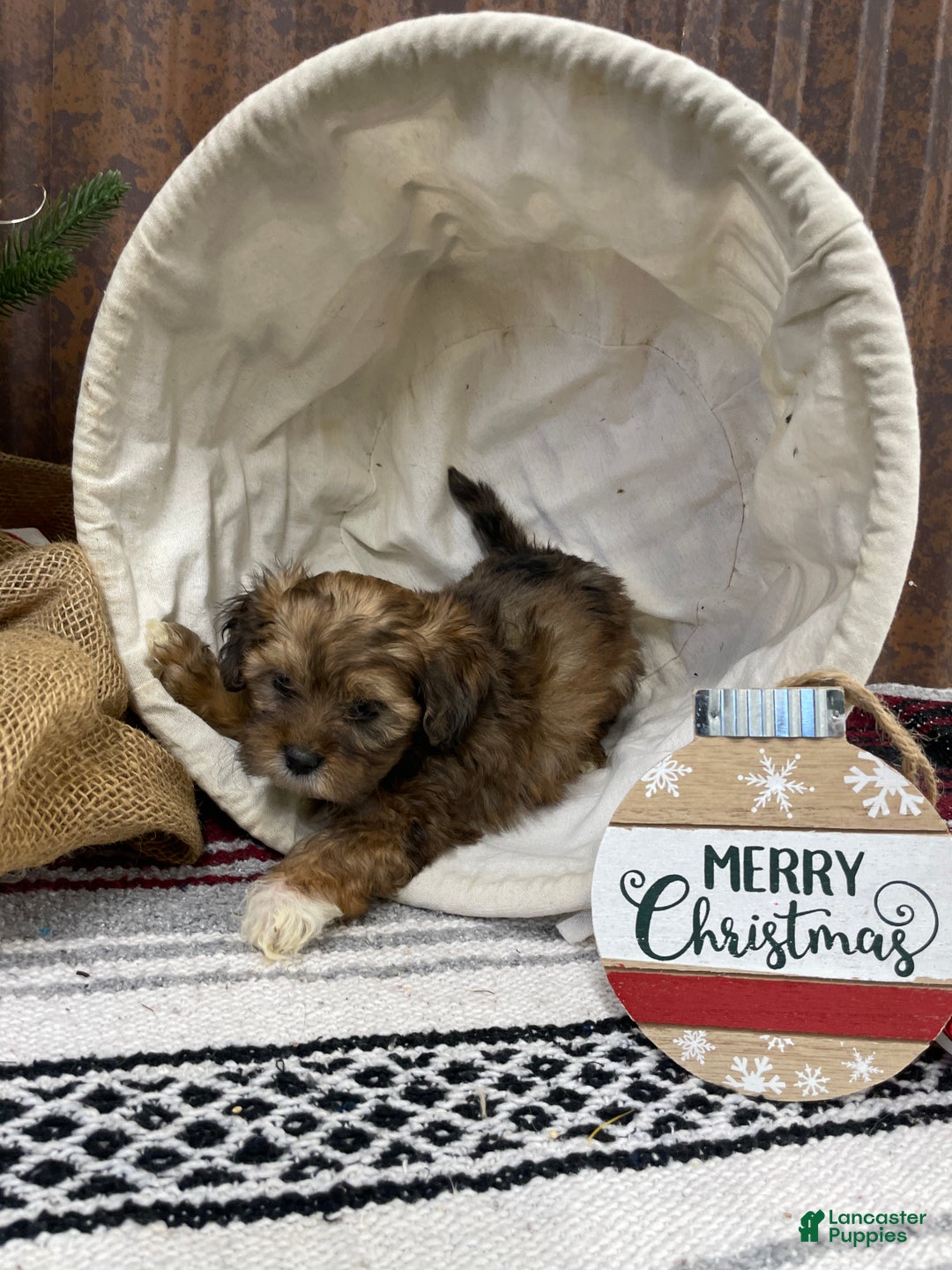 Shihpoo dogs for sale: Chloe - Ad 4