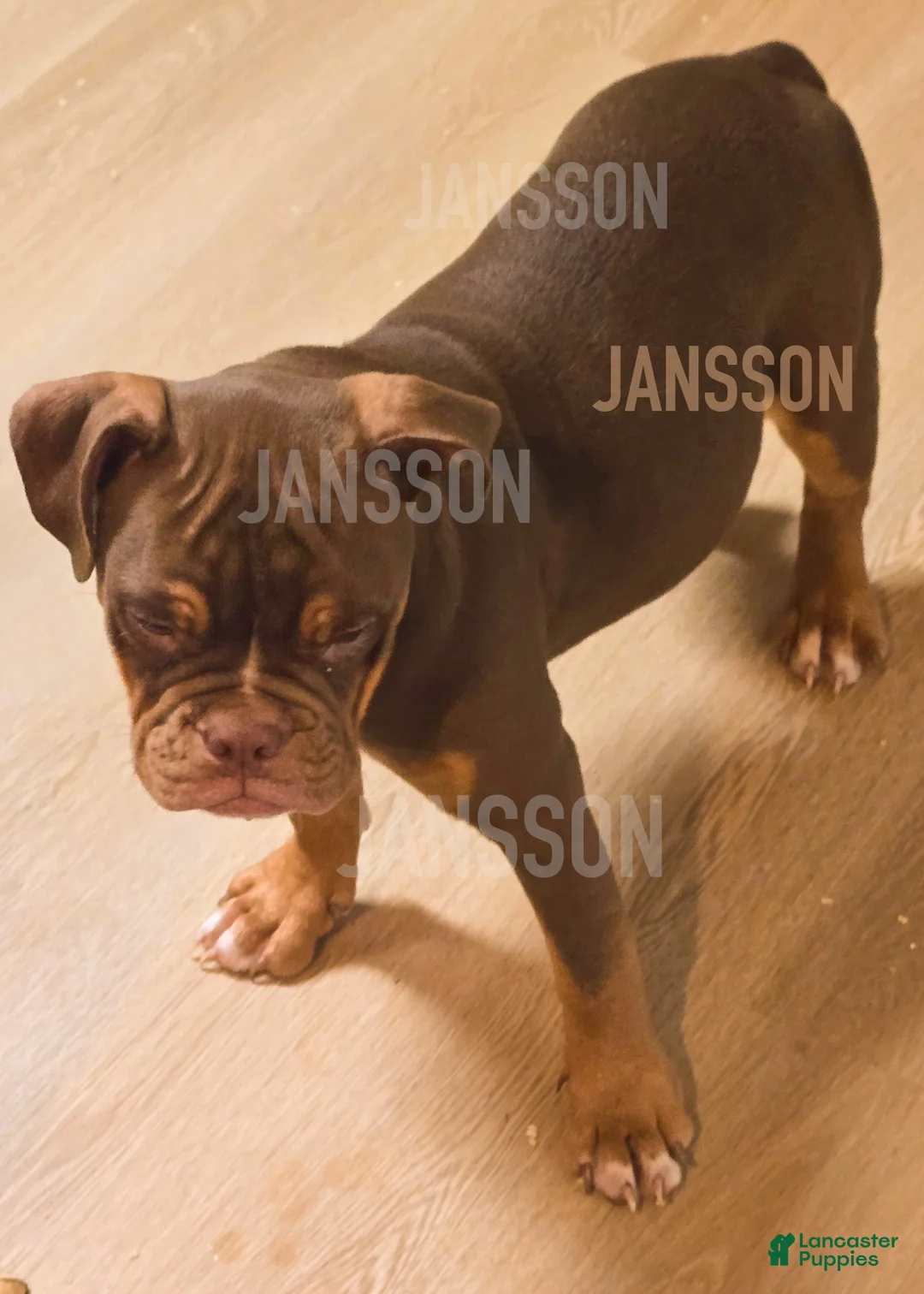 Olde English Bulldogge dogs for sale: Olde English Bulldogge Puppy Scooby - Ad 2