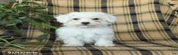 Bichon Frise dogs for sale: Daisy - Ad 5
