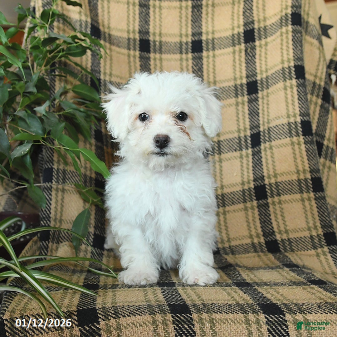 Bichon Frise dogs for sale: Daisy - Ad 5