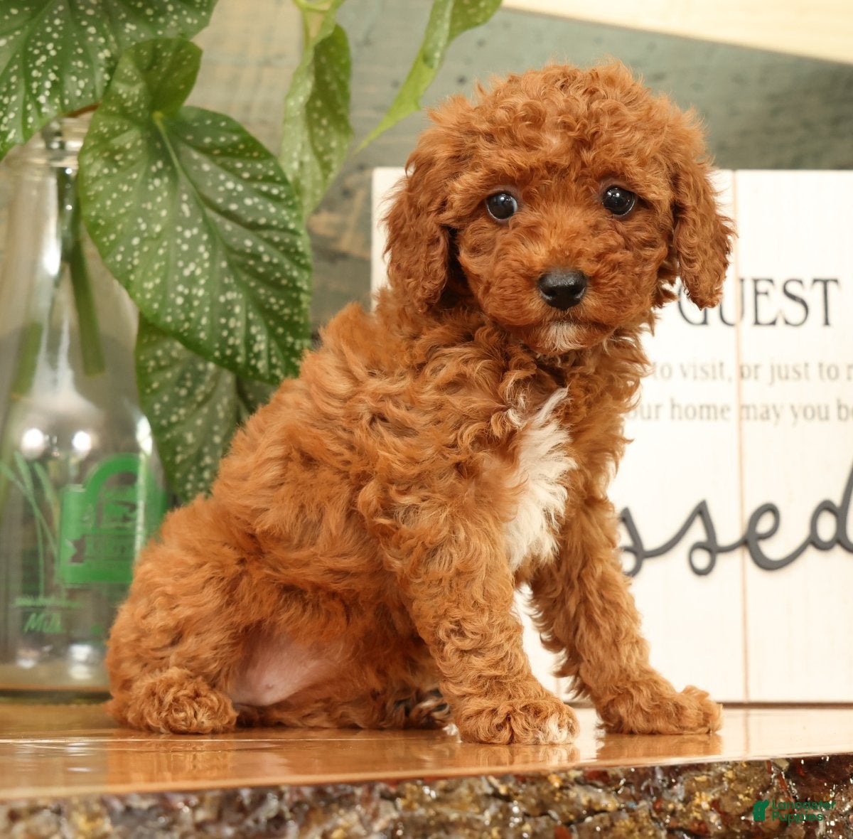 Miniature Poodle dogs Ava - Ad 2