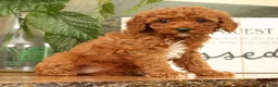 Miniature Poodle dogs for sale: Ava - Ad 2