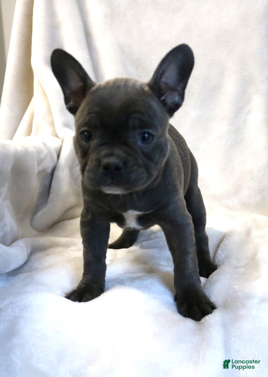 Frenchton dogs Chloe - Ad 36