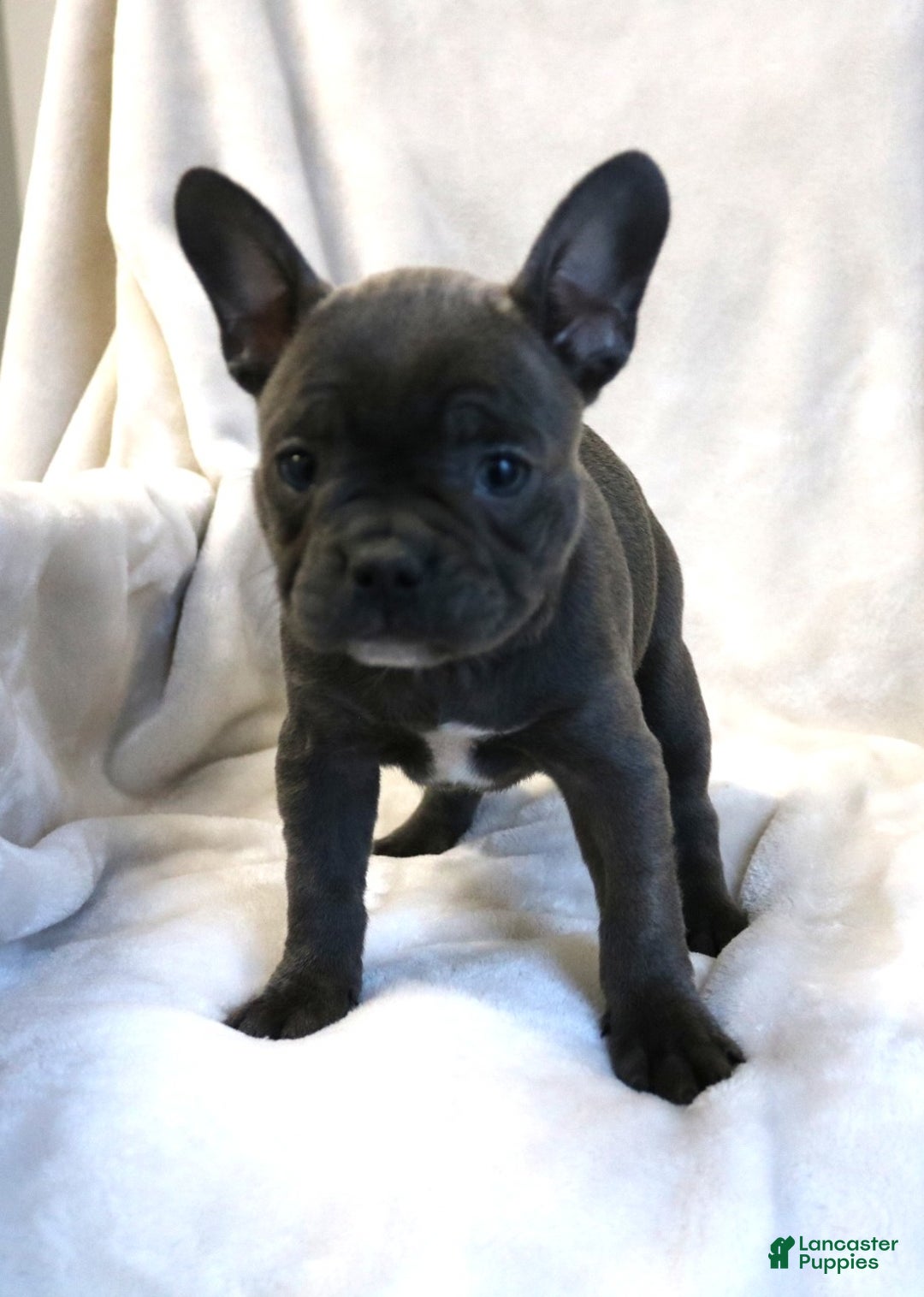 Frenchton dogs for sale: Chloe - Ad 1