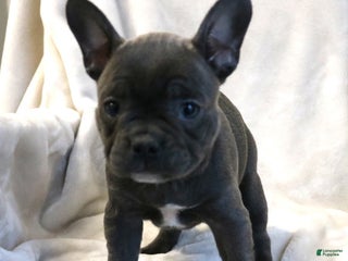 Frenchton dogs Chloe - Ad 36