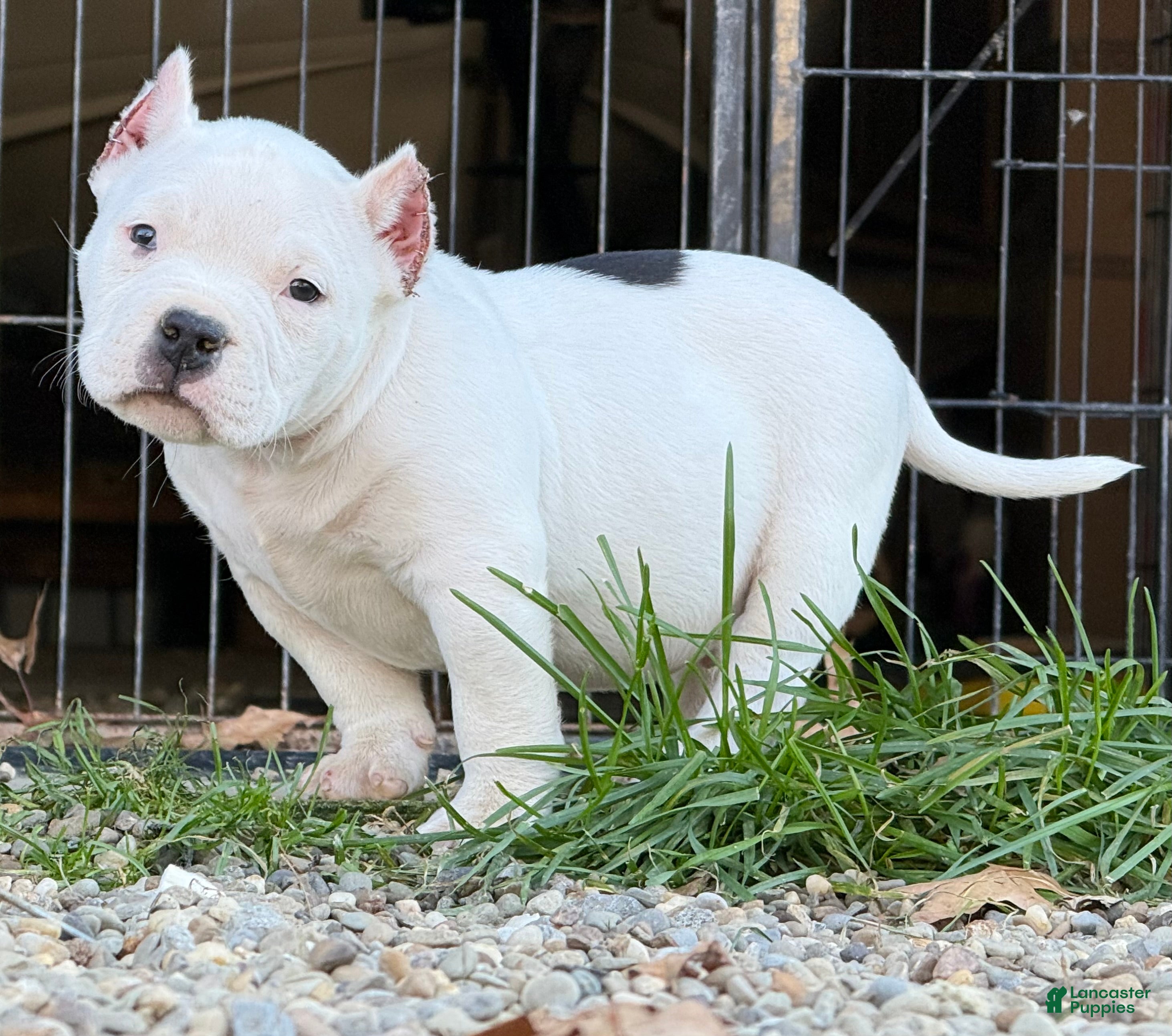 American Bully dogs for sale: Black/White Pied  - Ad 1