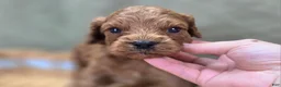Cockapoo dogs for sale: Nigel - Ad 21