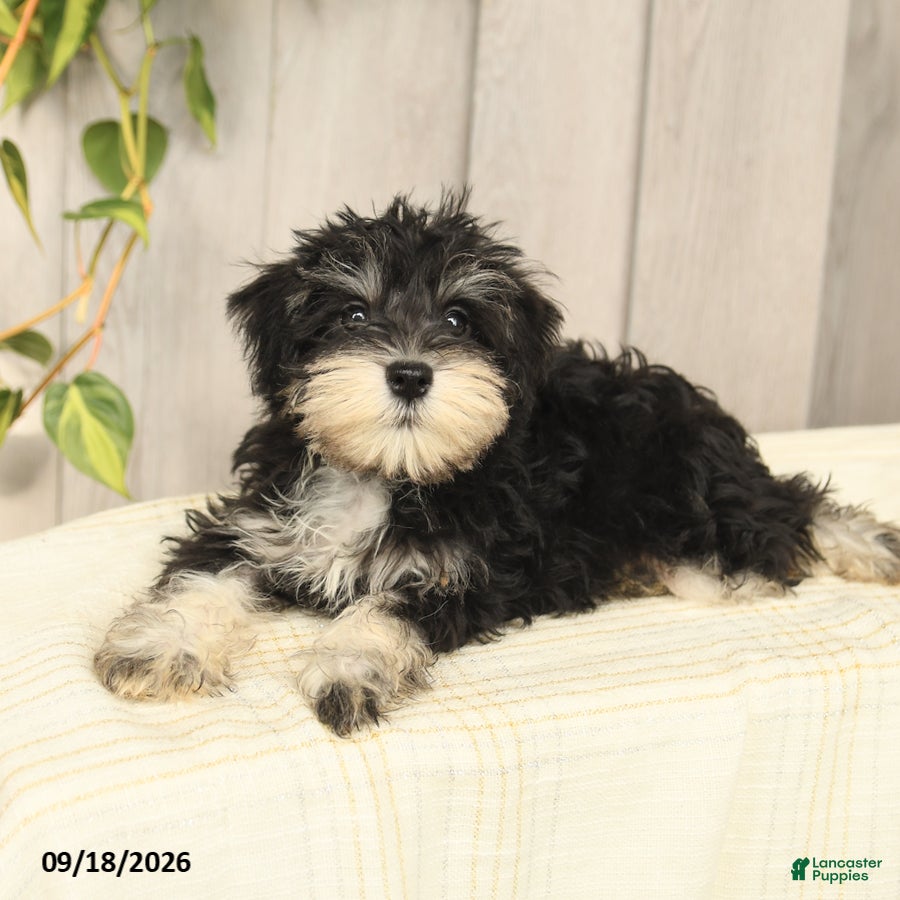 Miniature Schnauzer dogs Pedro - Ad 2