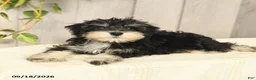 Miniature Schnauzer dogs for sale: Pedro - Ad 7