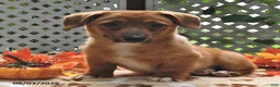 Welsh Corgi Pembroke dogs for sale: Diego - Ad 3