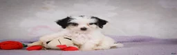 Mini Bernedoodle dogs for sale: Marley - Ad 3