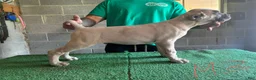 Cane Corso dogs for sale: Spinach  - Ad 4