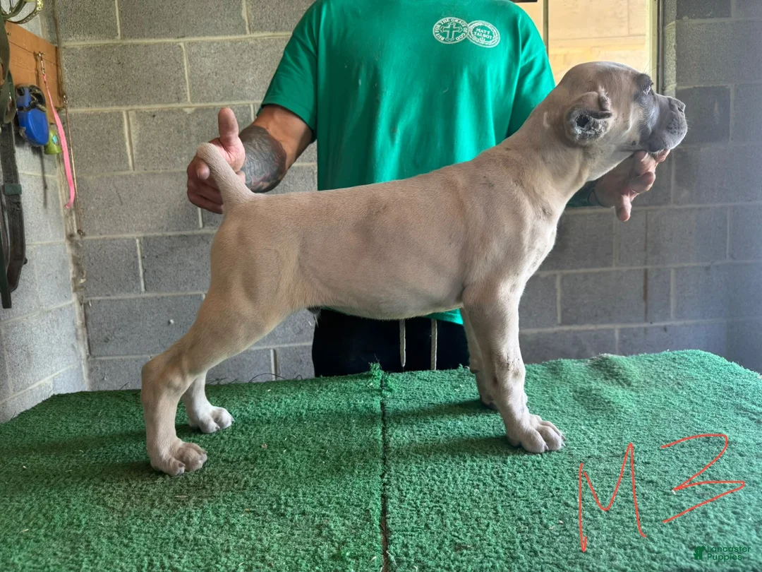 Cane Corso dogs for sale: Spinach  - Ad 4