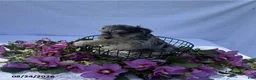 Miniature Schnauzer dogs for sale: Hunter - Ad 3