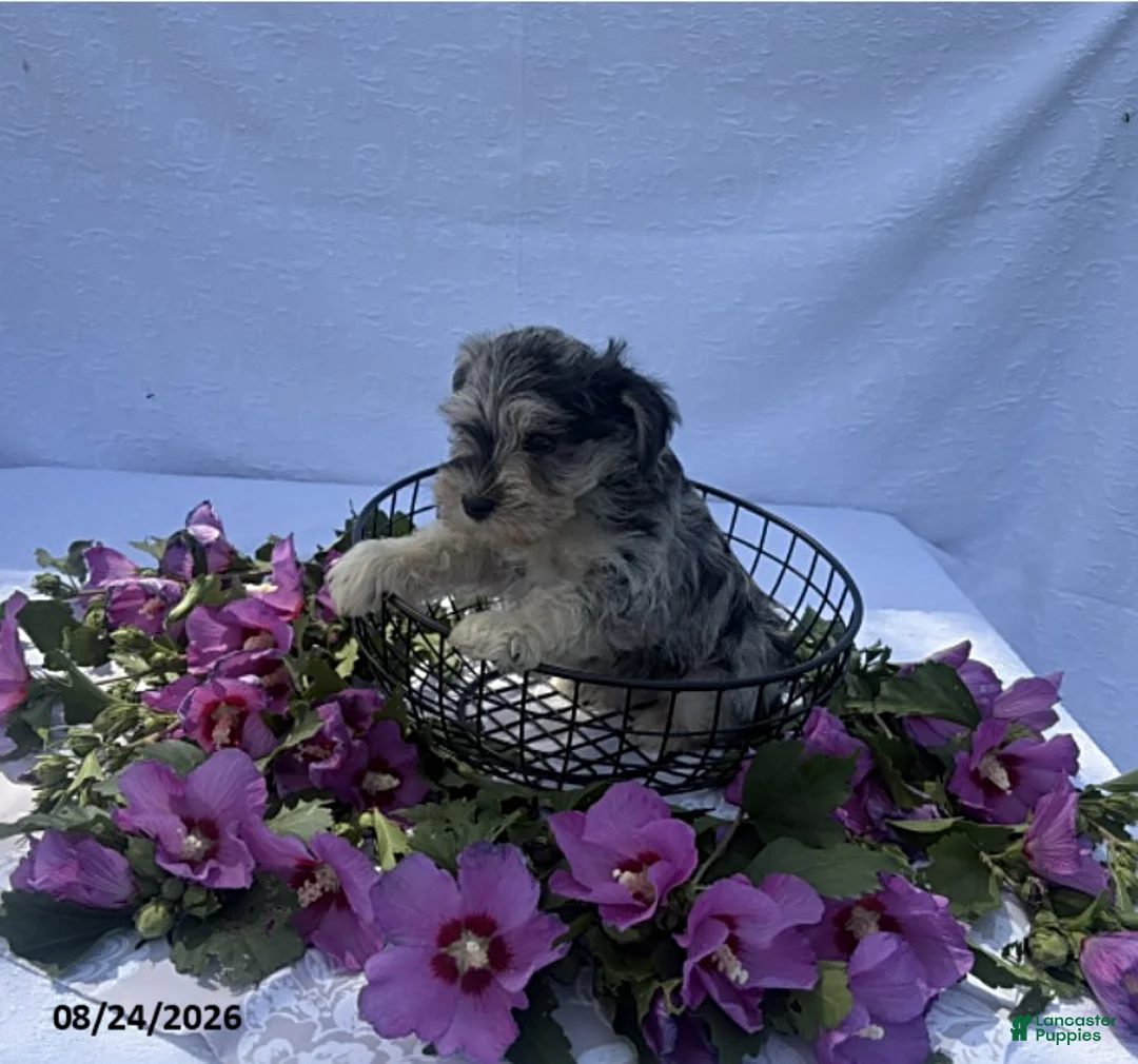 Miniature Schnauzer dogs for sale: Hunter - Ad 3