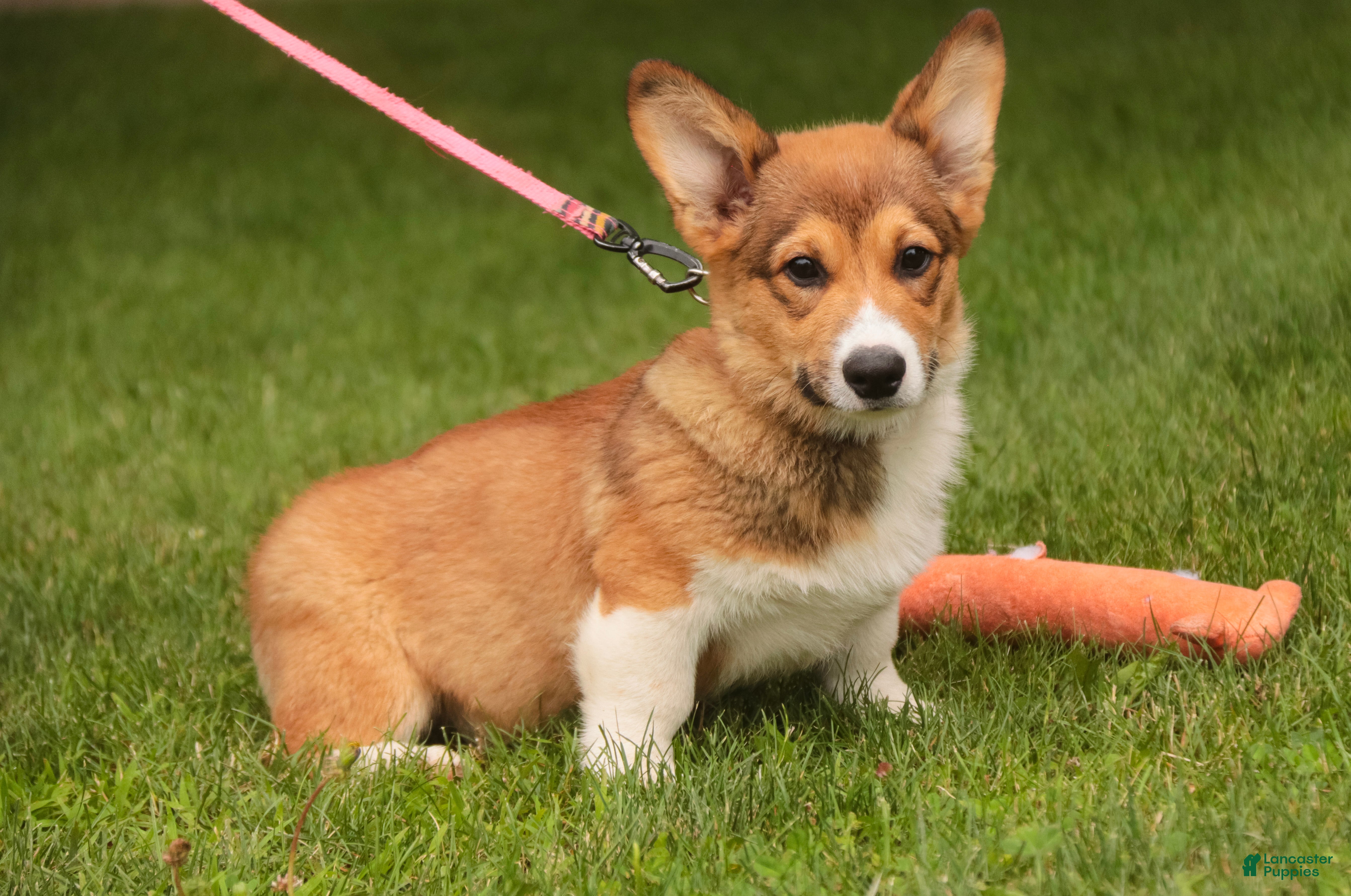 Welsh Corgi Pembroke dogs Gene - Ad 1