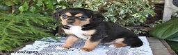 Mixed Breed dogs for sale: Rocky - Ad 2