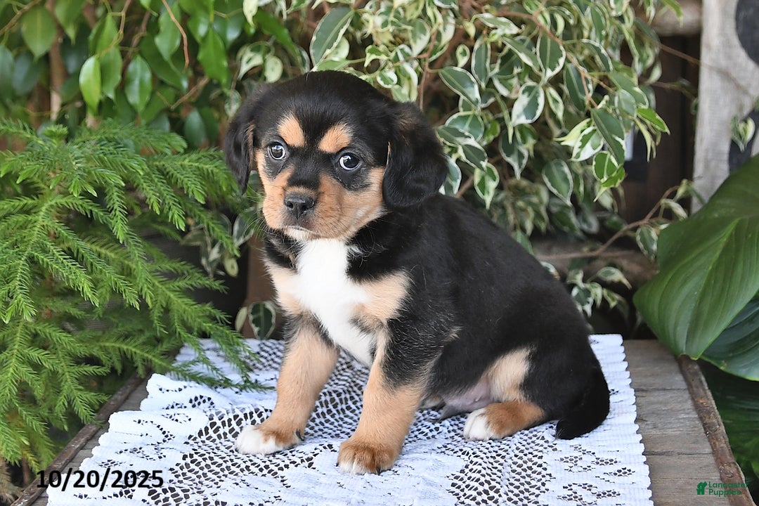 Mixed Breed dogs for sale: Rocky - Ad 2
