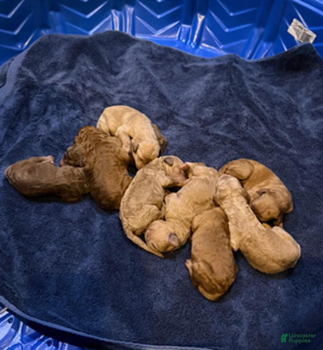 Goldendoodle dogs for sale: H25 Male Gray Collar - Ad 6