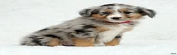 Australian Shepherd dogs for sale: Ruby - Ad 4