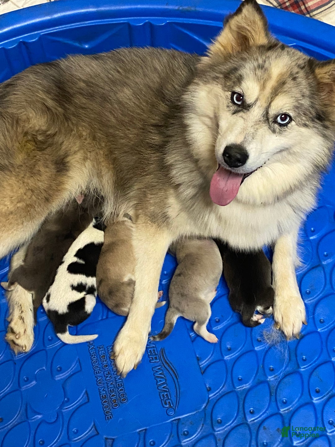 Pomsky dogs for sale: Jade - Ad 7