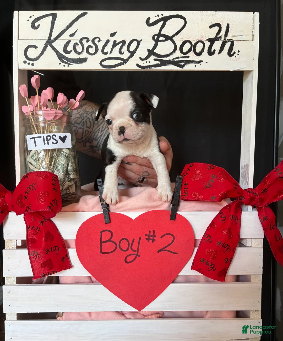 Boston Terrier dogs for sale: Boston Terrier Puppy 2 - Ad 3