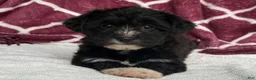 Yochon dogs for sale: Dixie - Ad 9