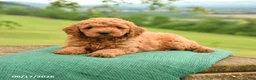 Mini Goldendoodle dogs for sale: Atley - Ad 3