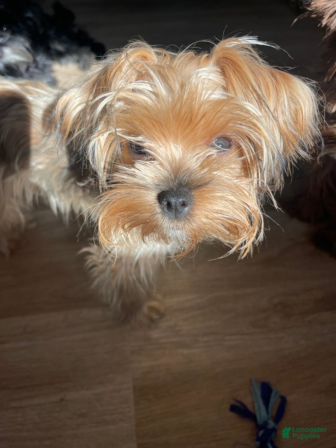Yorkshire Terrier dogs for sale: Yorkshire Terrier Puppy 1 - Ad 6