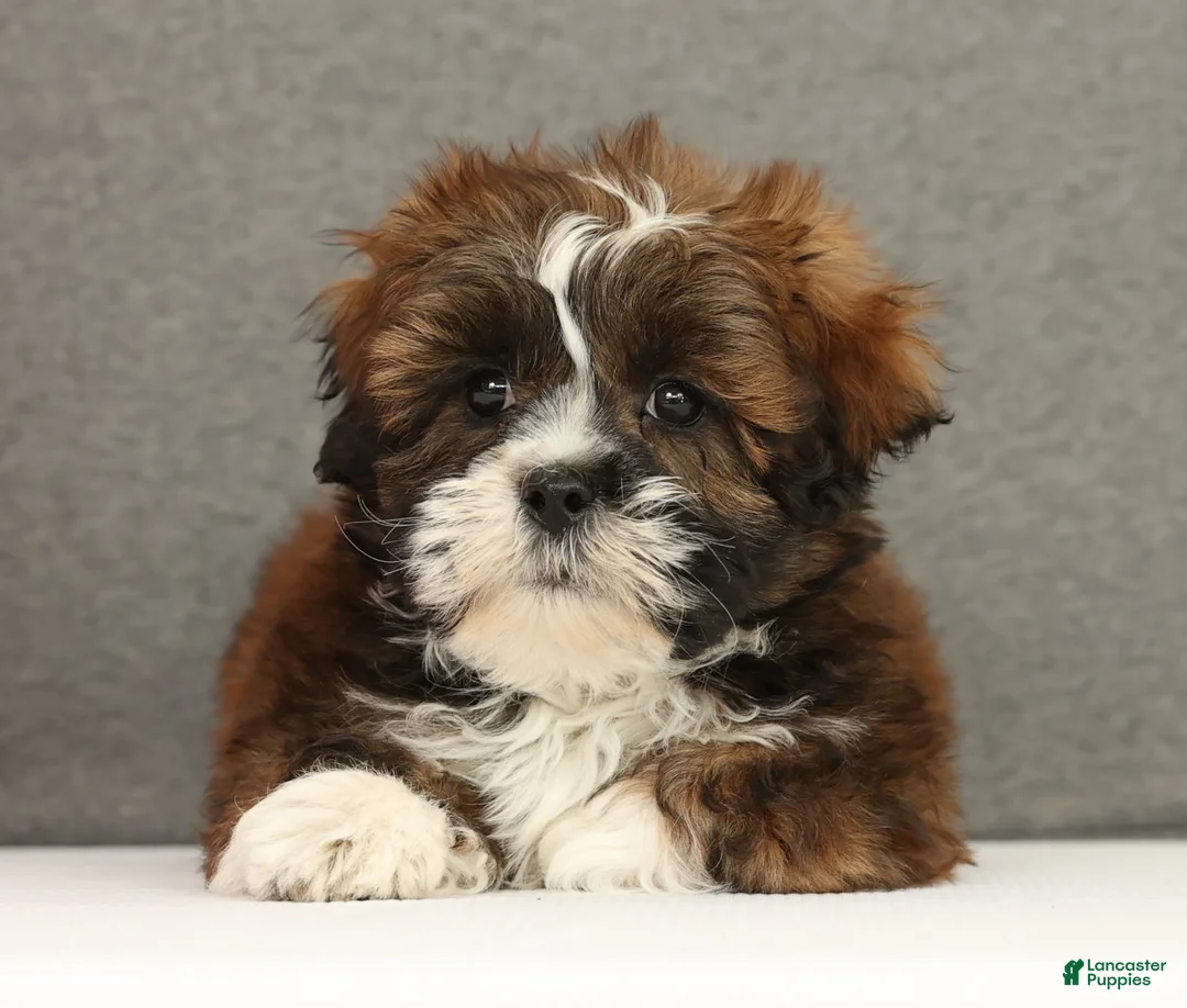Lhasa Apso dogs for sale: Easton - Ad 2