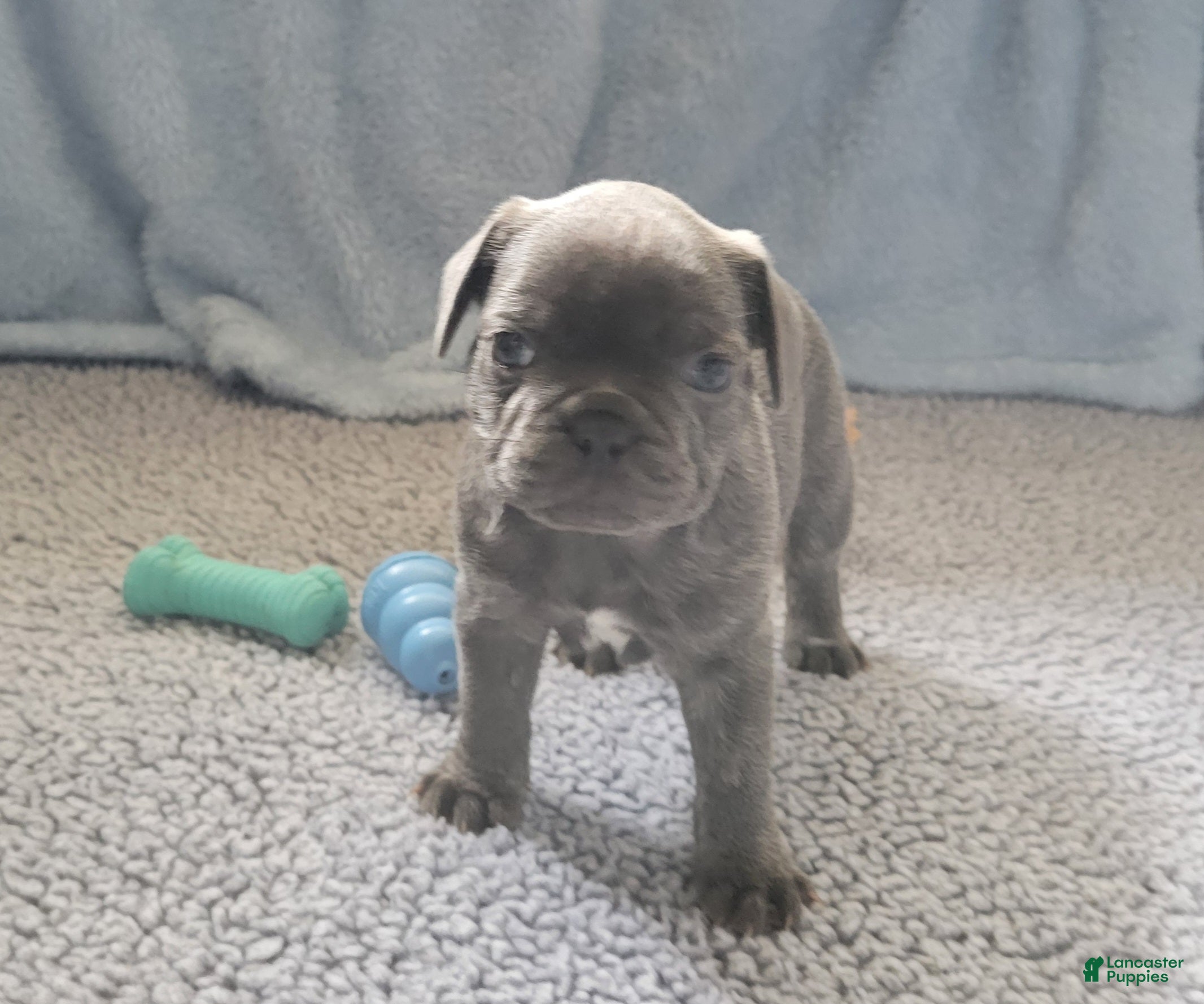 French Bulldog dogs James - Ad 2