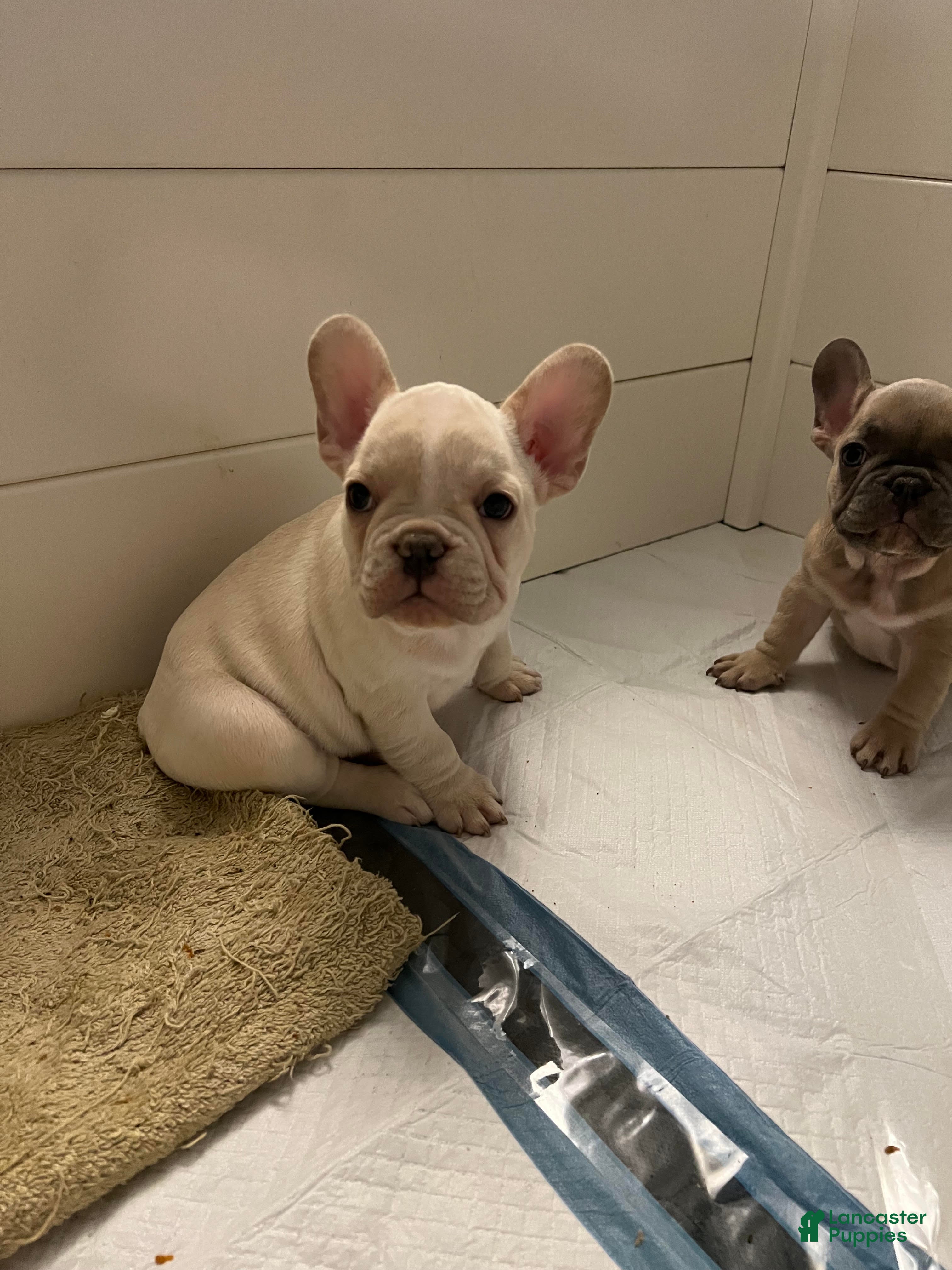 French Bulldog dogs Boy 1 - Ad 39