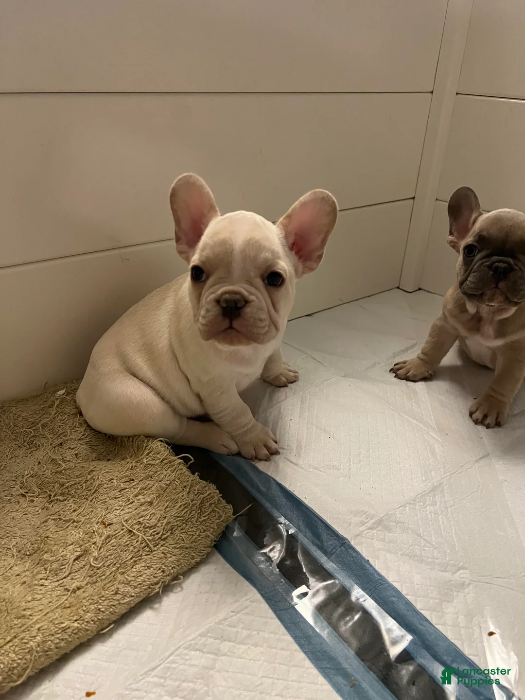 French Bulldog dogs for sale: Boy 1 - Ad 1
