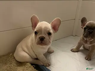 French Bulldog dogs Boy 1 - Ad 35